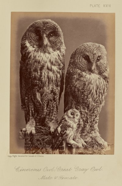 Cinereous uggla; Stor grå uggla. Hane  hona av William Notman