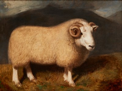 Cheviot Ram (olja på duk) av William Shiels