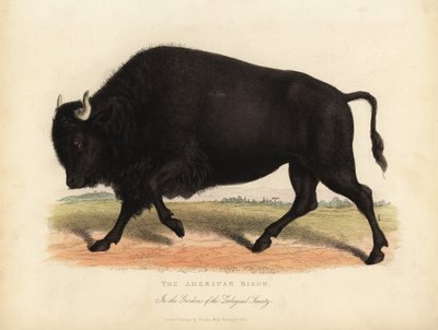 Amerikansk bison eller buffel, bison bison. av William Smellie