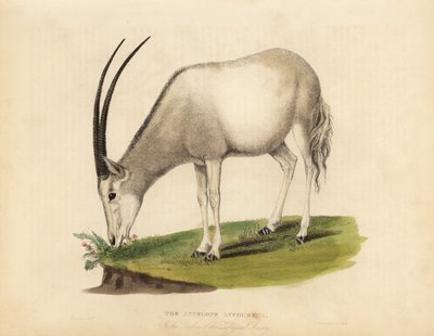 Arabisk oryx eller vit oryx, Oryx leucoryx. Sårbar. av William Smellie