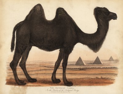 Bakterisk kamel, Camelus bactrianus. av William Smellie