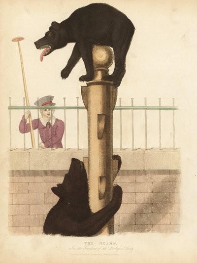 Brunbjörn, isbjörn. av William Smellie