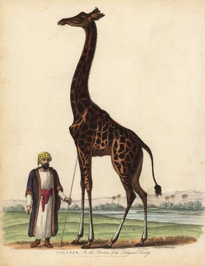 Giraff, Giraffa camelopardalis. av William Smellie