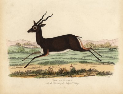 Indisk antilop eller svartbock, Antilope cervicapra. av William Smellie