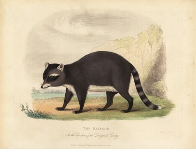 The Raccoon, Procyon lotor. av William Smellie