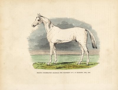 Fullblodsarabhäst Imaum. av William Smellie