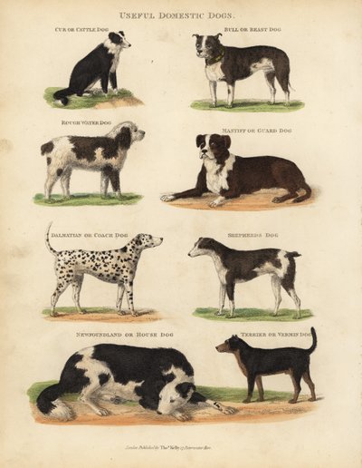 Användbara tamhundar, Canis lupus familiaris. av William Smellie