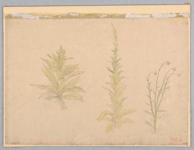 Studie av mulleinväxter av William Stanley Haseltine