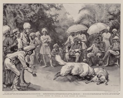 Native Sport i Indien, en Ram Fight i Bengalen av William T. Maud
