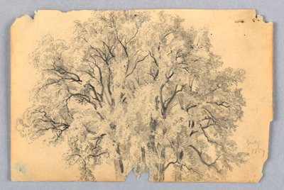 Studie av alm av William Trost Richards