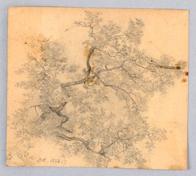 Studie av alm av William Trost Richards