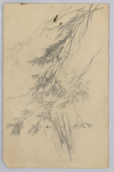 Studie av lövverk av William Trost Richards