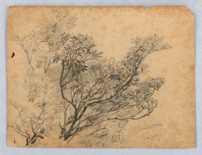 Studie av lövverk av William Trost Richards