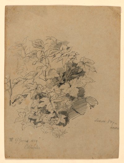 Studie av lövverk av William Trost Richards