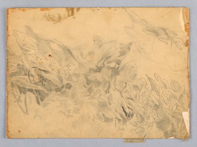 Studie av lövverk av William Trost Richards