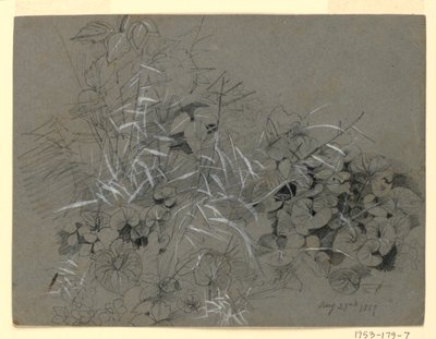 Studie av violblad och gräs av William Trost Richards