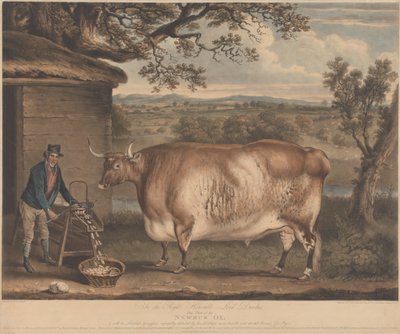 The Newbus Ox av William Ward