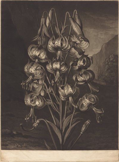 Den fantastiska liljan av William Ward after Philip Reinagle