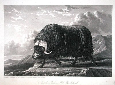 Musk Bull, Melville Island, från 