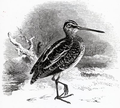 The Common Snipe, illustration från "A History of British Birds" av William Yarrell, publicerad första gången 1843 av William Yarrell