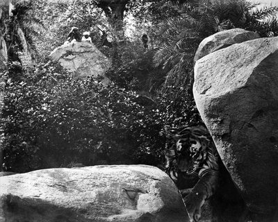 Tigerjakt, Indien, ca 1870-talet av Willoughby Wallace Hooper