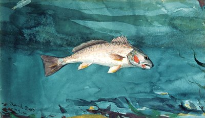 Kanalbas, 1904. av Winslow Homer