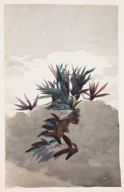 Hillside med Clumps of Maguey av Winslow Homer