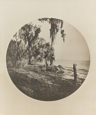 Palmträd och strandscen, Floridas kust, c.1904 av Winslow Homer