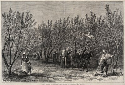 Persikoplockning i Delaware av Winslow Homer