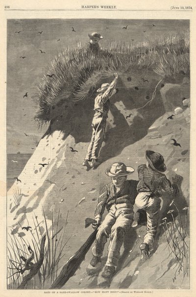Raid på en sand-svalakoloni av Winslow Homer