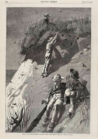 Razzia i en sandsvalekoloni - "Hur många ägg" av Winslow Homer