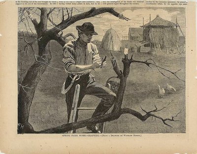 Vårens jordbruksarbete - ympning av Winslow Homer