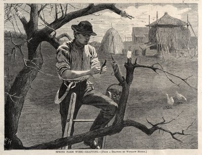 Vårarbete på gården – Ympning av Winslow Homer