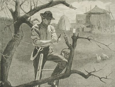Vårarbete på gården - ympning av Winslow Homer