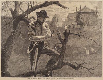 Spring Farm Work - Grafting, publicerad 1870. av Winslow Homer