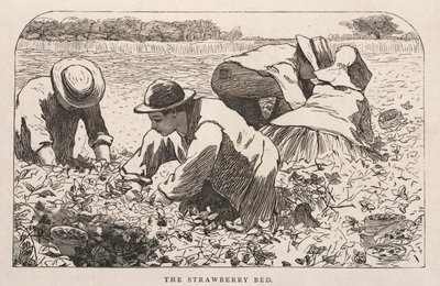 Sängen med jordgubbar av Winslow Homer