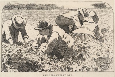 Jordgubbssängen, från Our Young Folks, juli 1868 av Winslow Homer