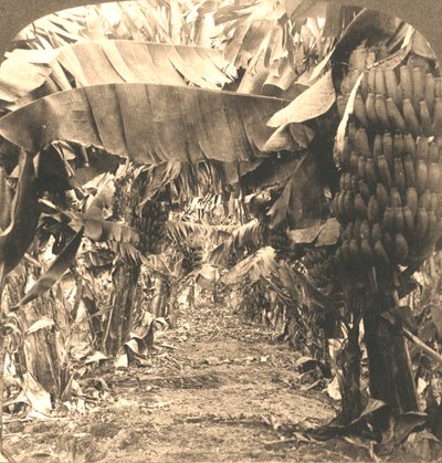 I hjärtat av en bananplantage, Hawaiiöarna, 1901. av Works and Sun Sculpture Studios