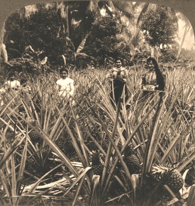 Ananasplantagen, Mayaguez, Porto Rico, 1899. av Works and Sun Sculpture Studios