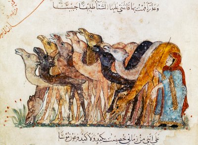 Ms Ar 5847 f.101, flock kameler, från 