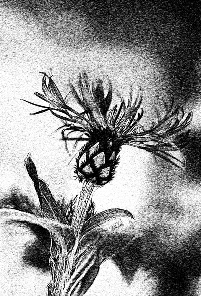 Delikat blomsterskiss av Ylva Sjögren