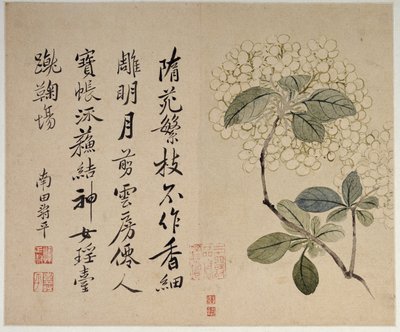 Hortensior, från ett album med tio blad av Shouping Yun