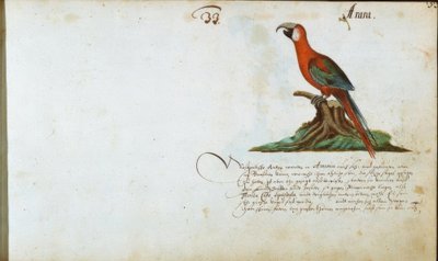 papegoja av Zacharias Wagner