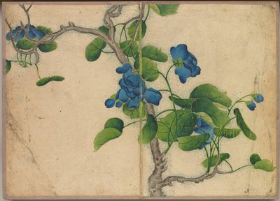 Skrivbordsalbum: Flower and Bird Paintings (Climbing Blue Flowers) av Zhang Ruoai