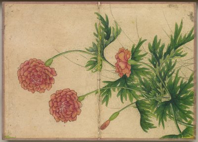 Skrivbordsalbum: Flower and Bird Paintings Peony, 1700-talet. av Zhang Ruoai