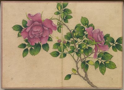 Skrivbordsalbum: Flower and Bird Paintings Rose, 1700-talet. av Zhang Ruoai