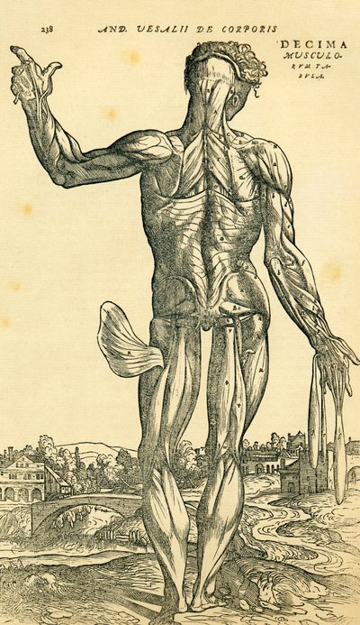 Baksidan av den manliga människokroppen, en anatomisk studie som ursprungligen publicerades i De Humani Corporis Fabrica Libri Septem (om människokroppens tyg i sju böcker) av Andreas Vesalius, publicerad Basel av Ferdinand Georg Waldmuller