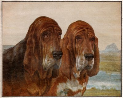 Hundar av Saint Hubert eller Bloodhound. 1925 (illustration) av . .