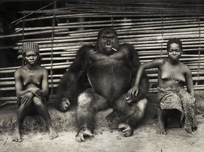 Gorilla (silvertryck av gelatin) av Hippolyte Lalaise Devéria