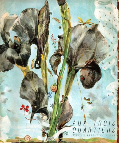 Iris (blomma). c.1920 (gravyr) av . .